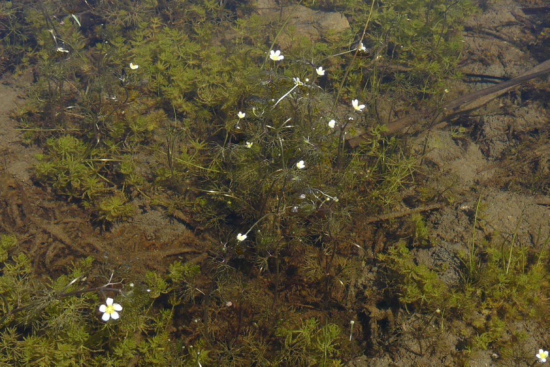 Incendio ai prati allagati di Fiorentina (Piombino - LI)